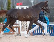 Appio Claudio Tosc Tour2013- S5 1593 : Appio Claudio, Arezzo, Cavalli d'Italia, Toscana Tour 2013, foto di Stefano Secchi ©